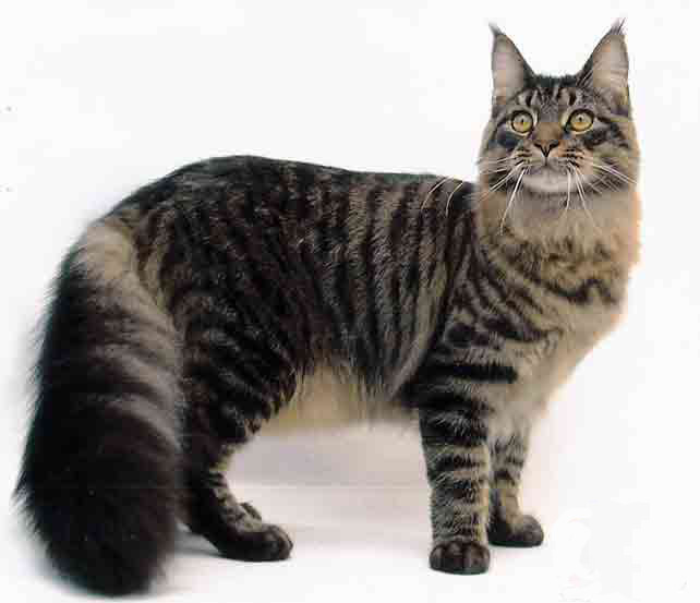 Maine Coon Cat: Maine How To Care For A Maine Coon Cat Breed