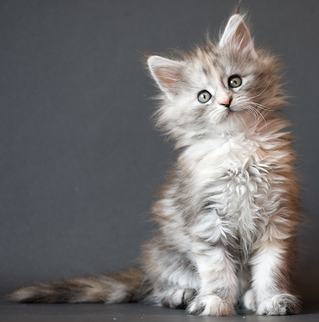 Maine Coon Kitten: Maine Itsy Bitsy Spi Uh Wait Breed