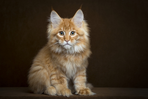 Maine Coon Kitten: Maine Maine Coon Can Help Lengthen Lifespan Breed