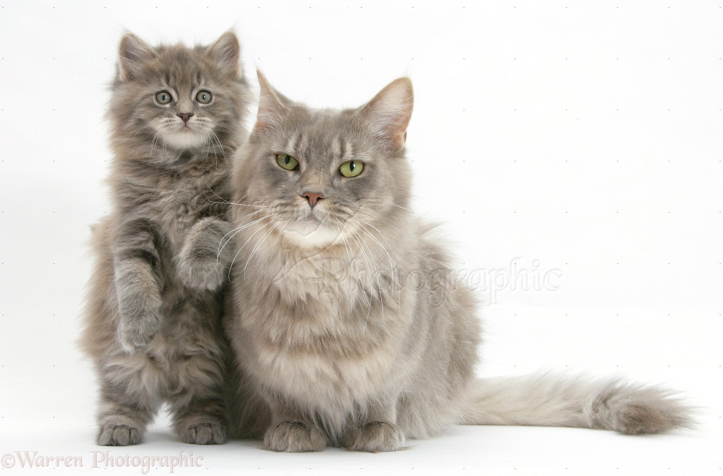 Maine Coon Cat: Maine Maine Coon Cat Jan Breed