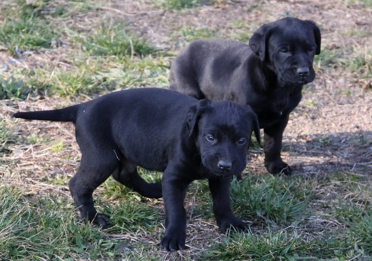 Majorca Shepherd Puppies: Majorca Breed