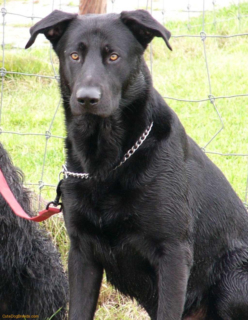 Majorca Shepherd Dog: Majorca Majorca Shepherd Dog Breed