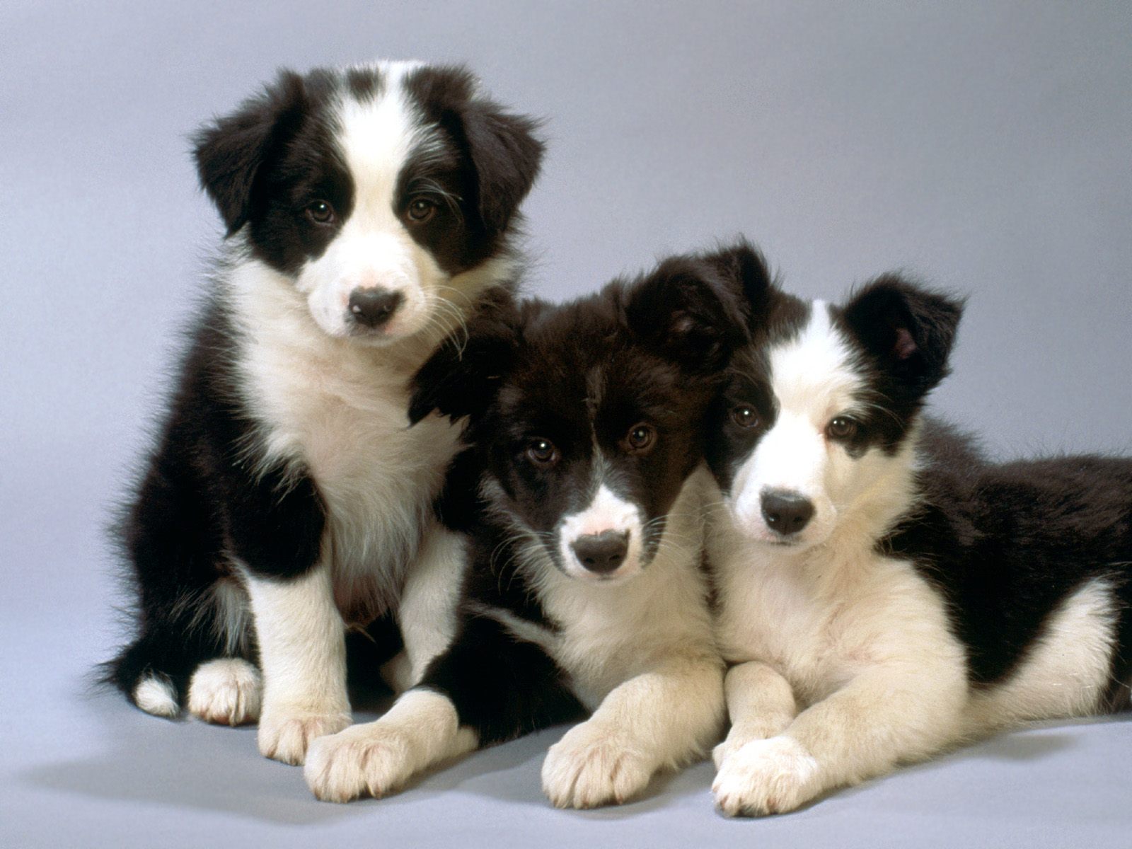 Majorca Shepherd Puppies: Majorca Pit Bulls Breed
