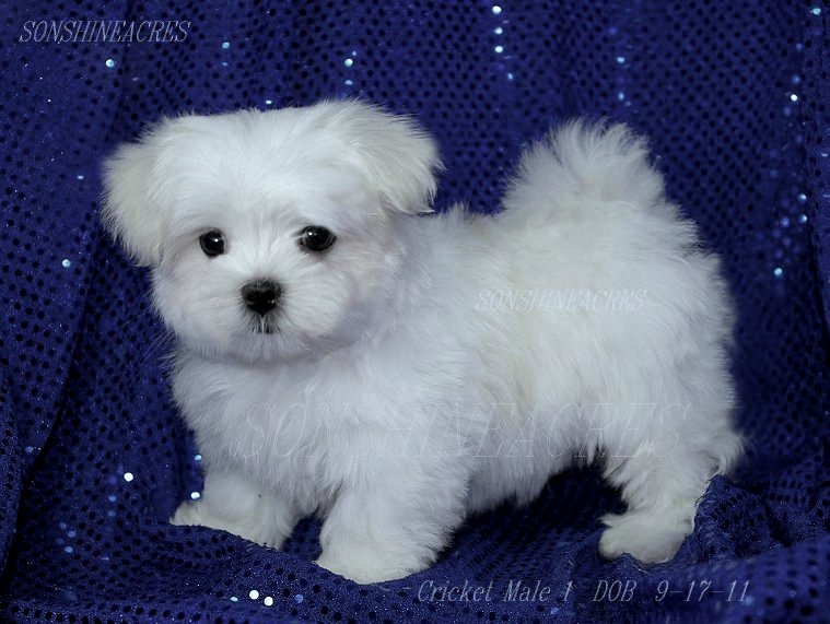 Maltese Puppies: Maltese Available Breed