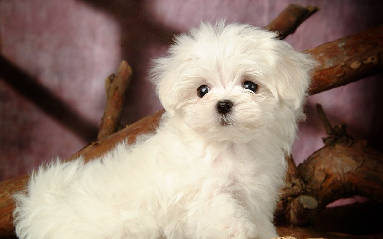 Maltese Puppies: Maltese How To Care For A Maltese Breed
