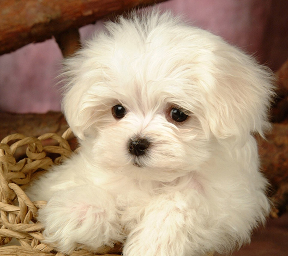 Maltese Dog: Maltese Maltese Terrier Puppy Picture And Breed