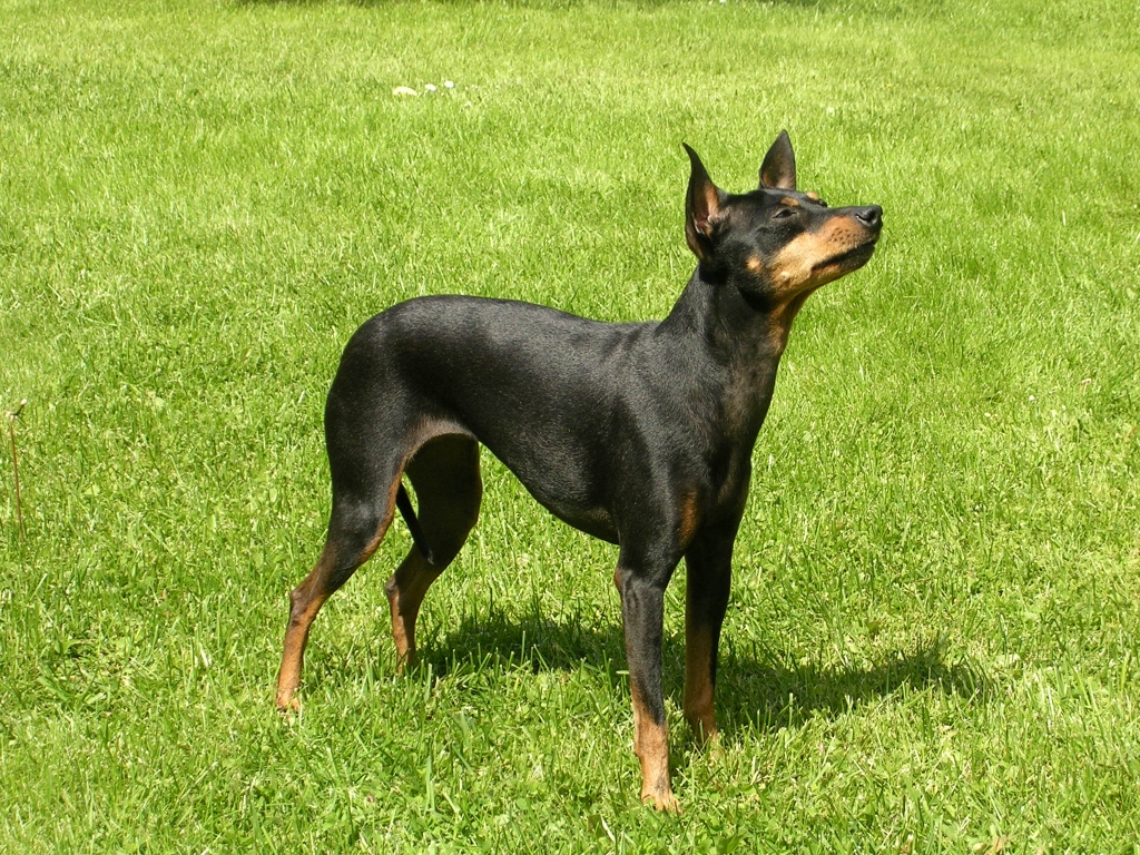 Manchester Terrier Dog: Manchester Manchester Terrier Dog On The Grass Breed