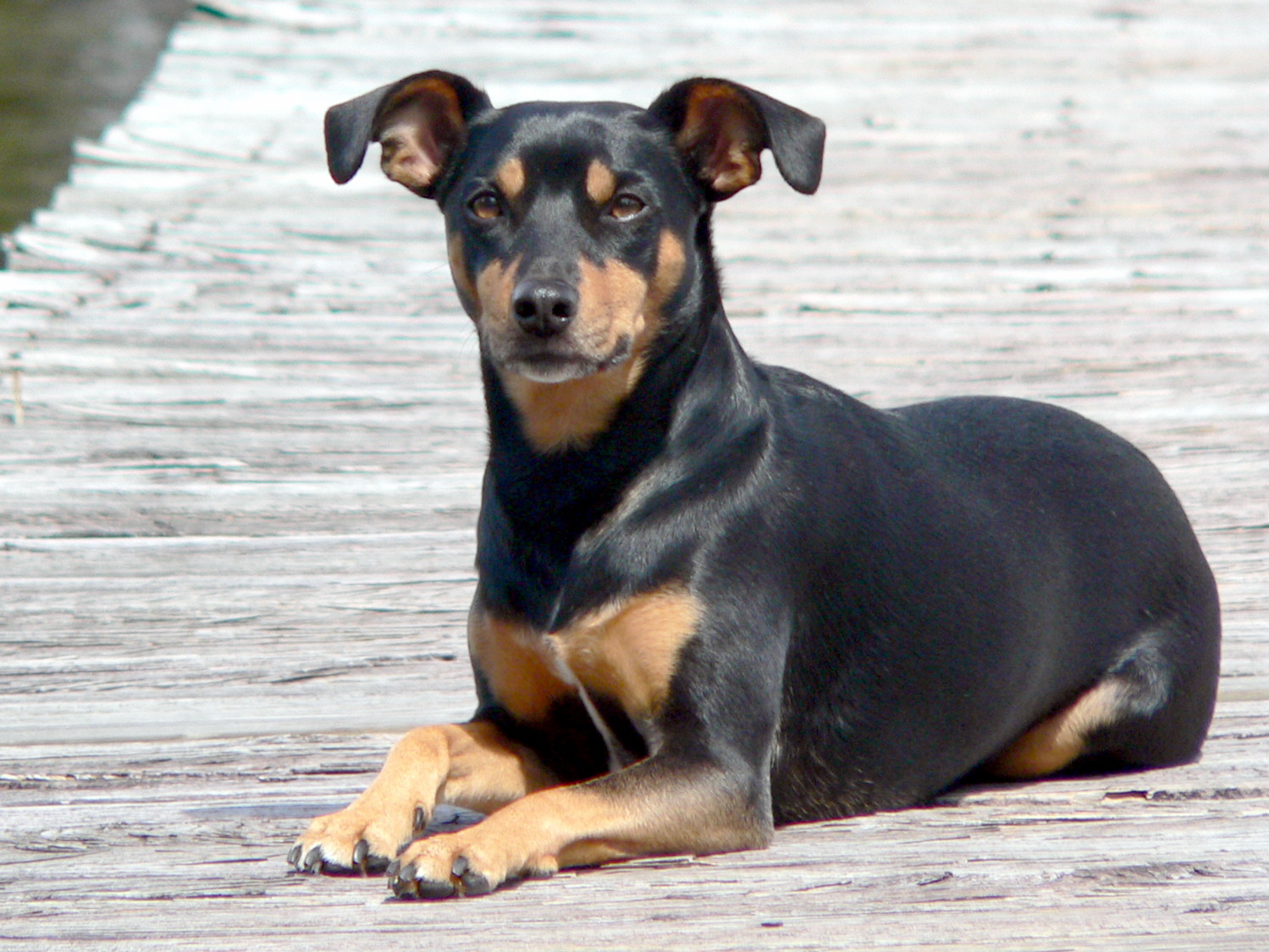 Manchester Terrier Dog: Manchester Manchester Terriers Tor Adoption Breed