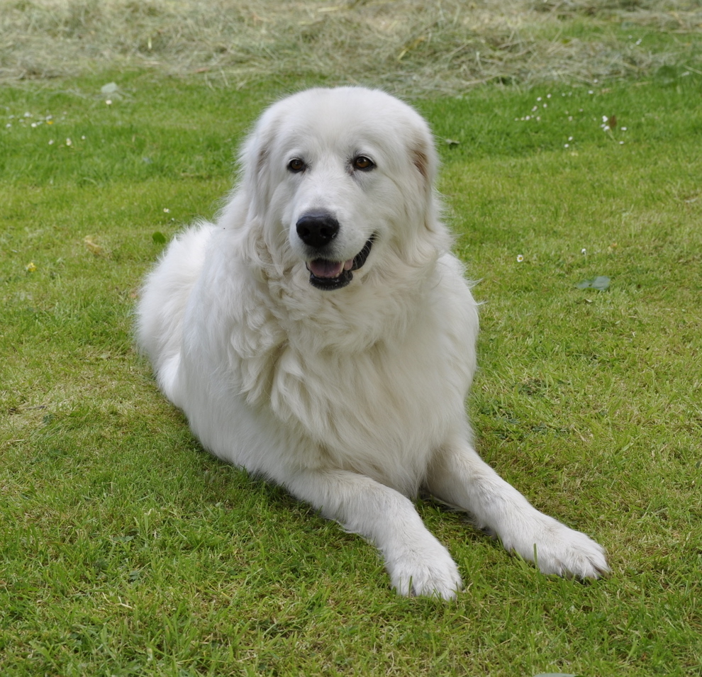 Maremma Sheepdog Dog: Maremma Maremma Sheepdog Dog On The Grass Breed