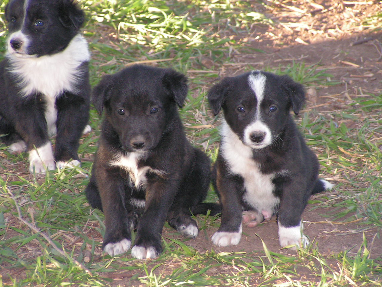 McNab Puppies: McNab Breed