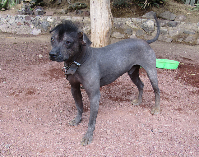 Mexican Hairless Puppies: Mexican Breed