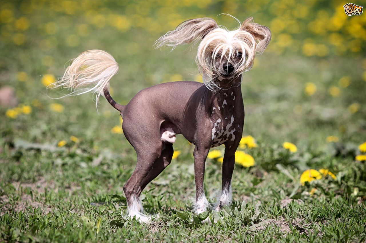 Mexican Hairless Dog: Mexican How To Deal With Going Bald Breed