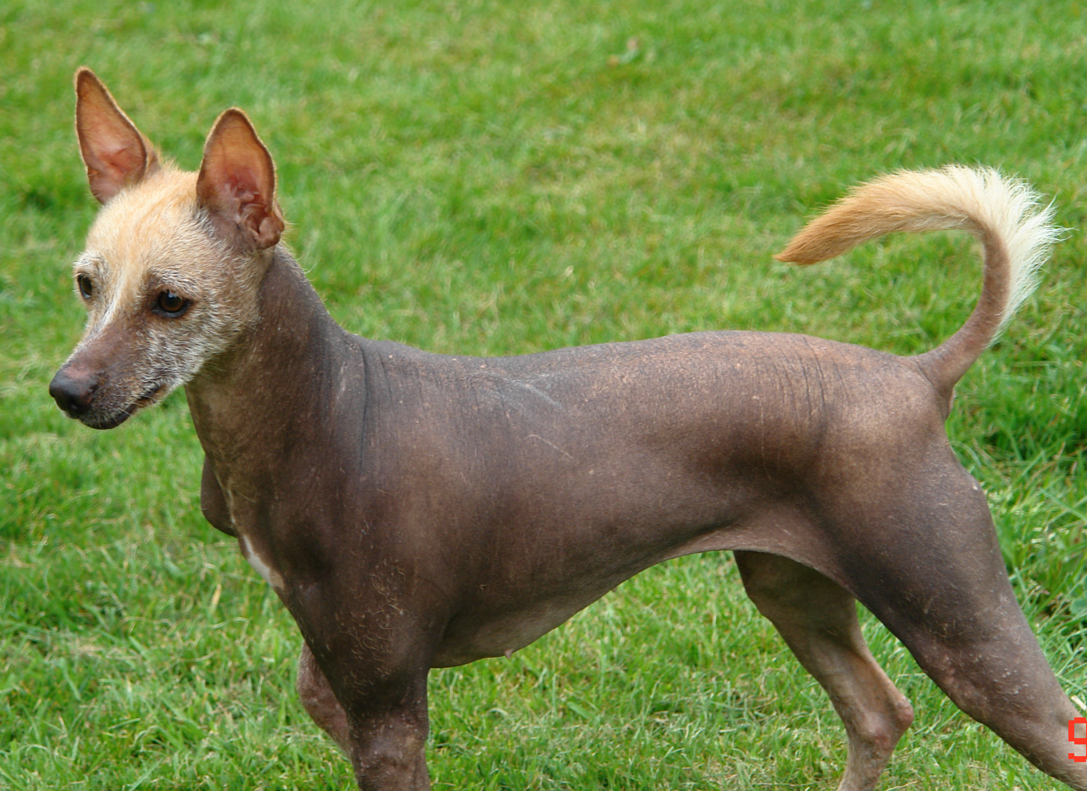 Mexican Hairless Puppies: Mexican Lovely Mexican Hairless Dog Breed