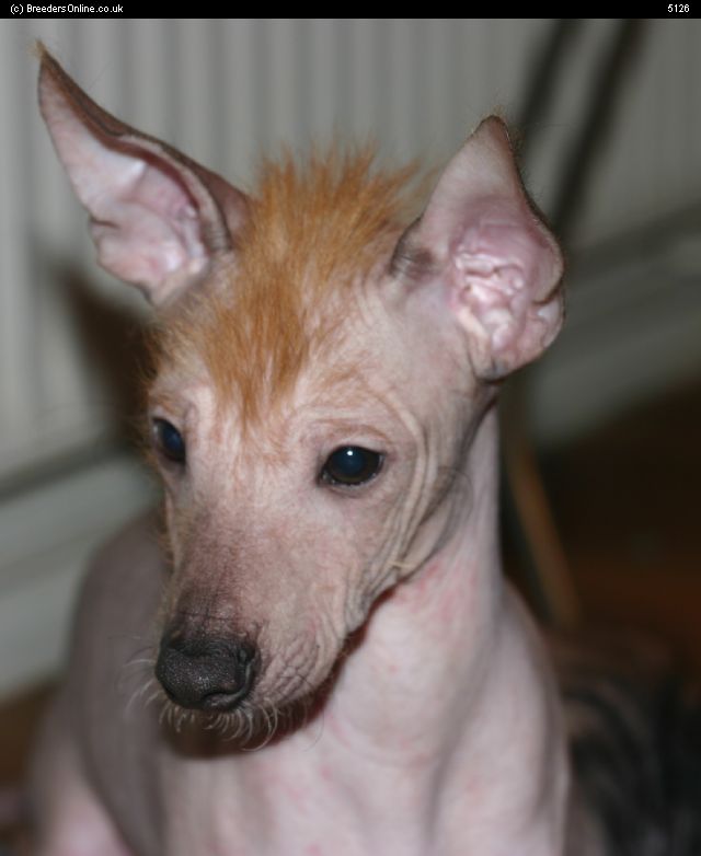 Mexican Hairless Puppies: Mexican Mexican Hairless Breed