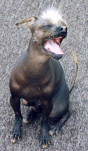 Mexican Hairless Dog: Mexican Mexican Hairless Xoloitzcuintli Breed