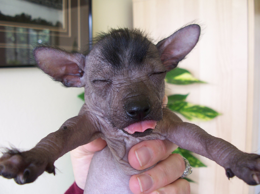Mexican Hairless Puppies: Mexican Question Breed