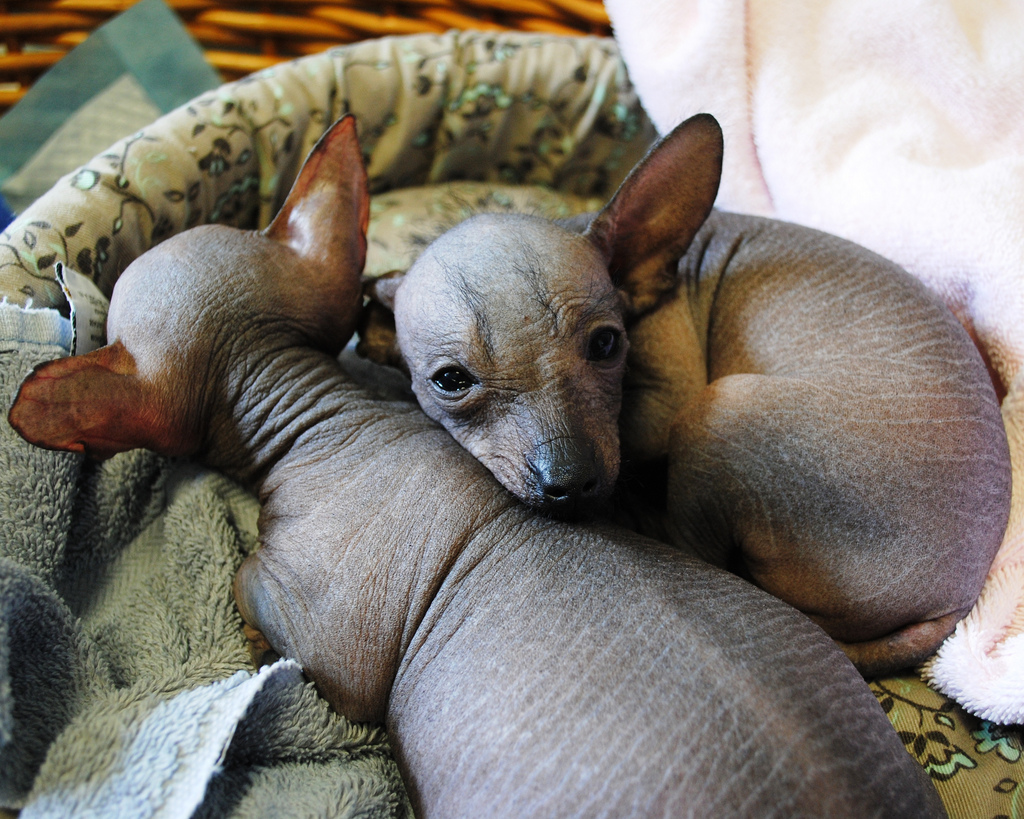 Mexican Hairless Puppies: Mexican Sleeping Mexican Hairless Dog Puppies Breed