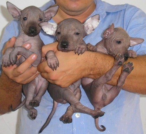Mexican Hairless Puppies: Mexican Xoloitzcuintli Mexican Hairless Dog Breed