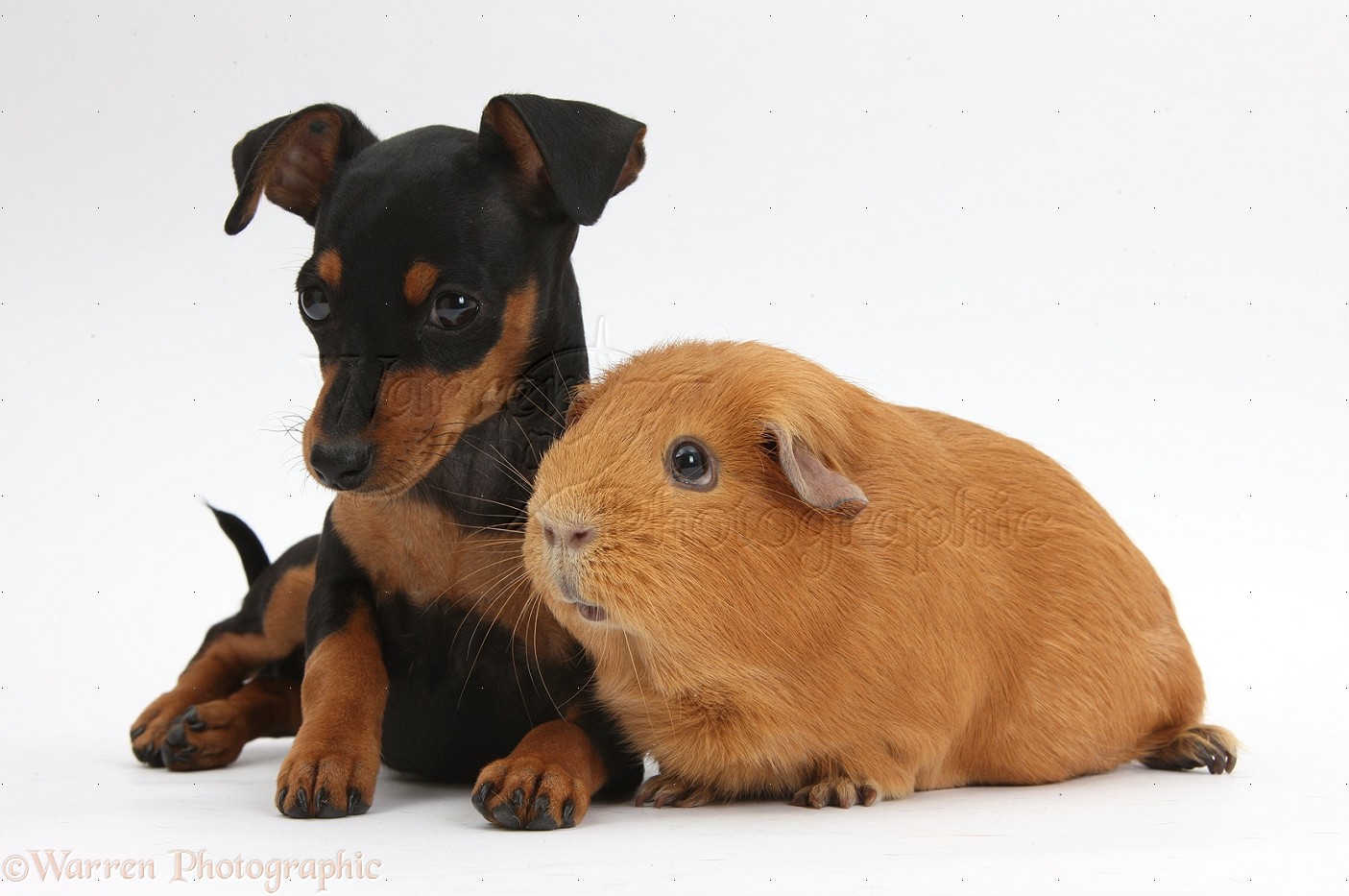 Miniature Pinscher Puppies: Miniature Bestakcpups Breed