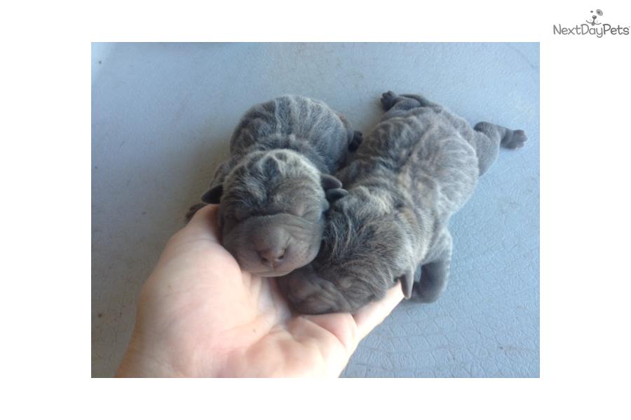 Miniature Shar Pei Puppies: Miniature Bfe Breed