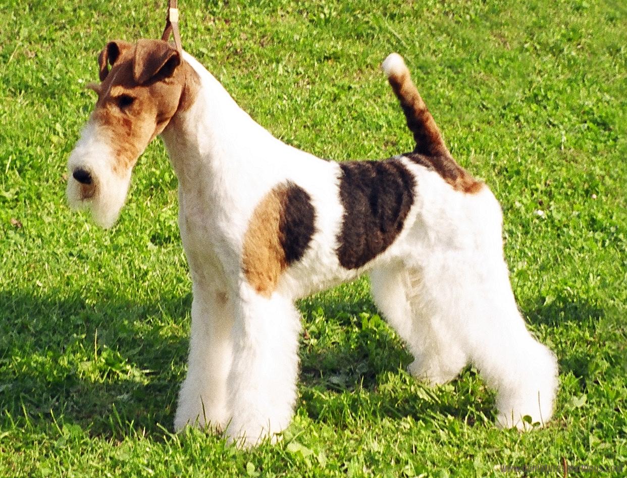Miniature Fox Terrier Dog: Miniature Mini Fox Dog Breed