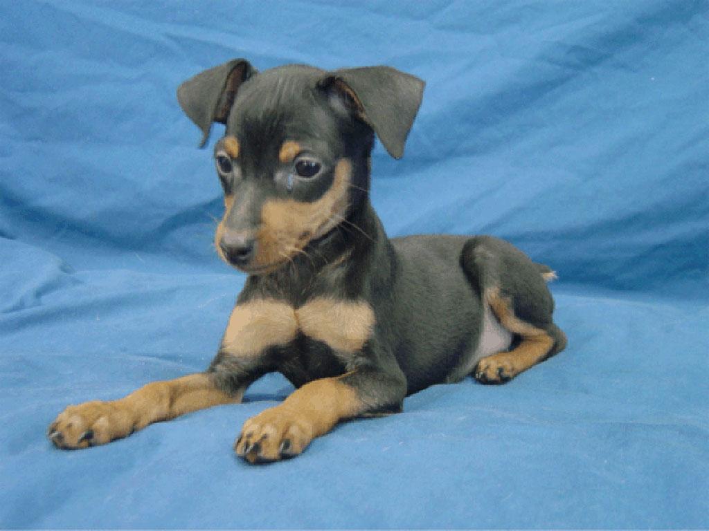 Miniature Pinscher Dog: Miniature Pinscher Puppy Breed