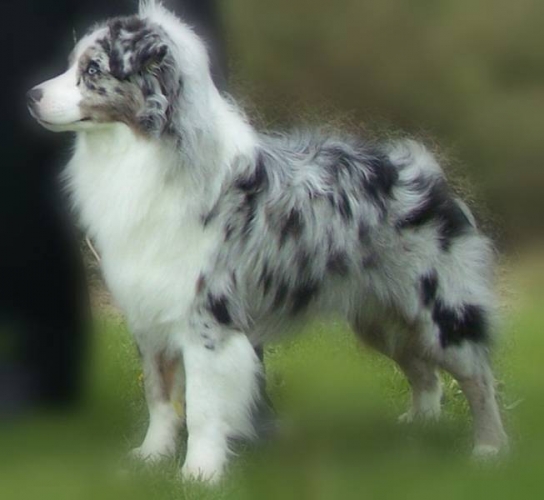 Miniature Australian Shepherd Puppies: Miniature S Of Australian Shepherds For Sale In Ontario Canada Breed