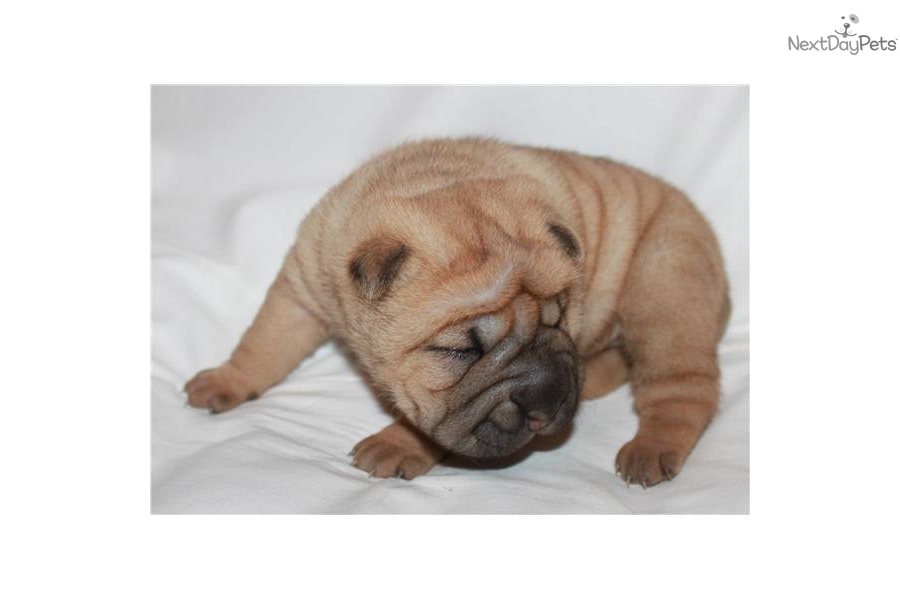 Miniature Shar Pei Puppies: Miniature Sale Shar Pei Puppy For Toy Puppies Breed
