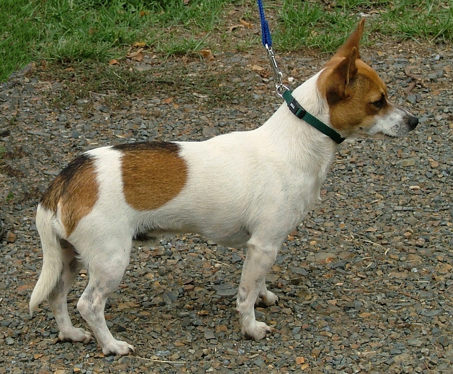 Miniature Fox Terrier Dog: Miniature Watching Miniature Fox Terrier Breed