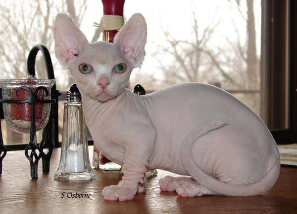 Minskin Kitten: Minskin Uk Minskin Breeders Grooming Cat Kittens Reviews Articles
