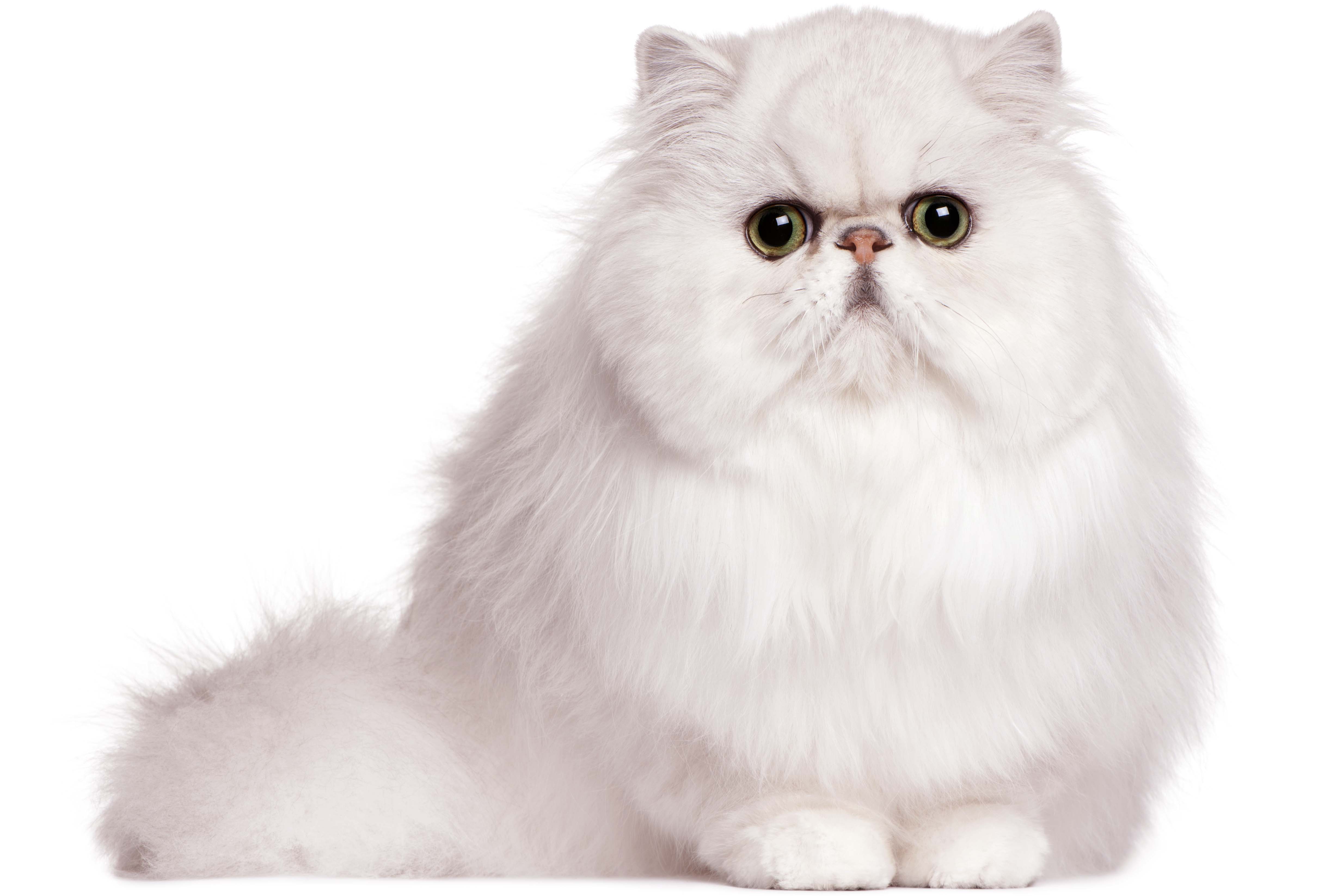 Modern Persian Cat: Modern Friendly Persian Cats S Breed