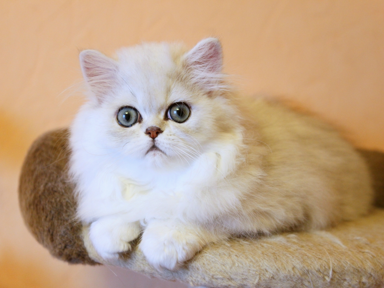 Modern Persian Cat: Modern Persian Cat Breed