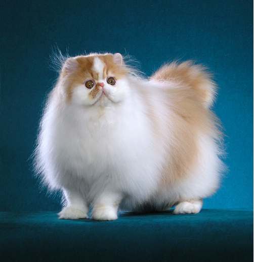 Modern Persian Cat: Modern Persian Cat Discussion Breed