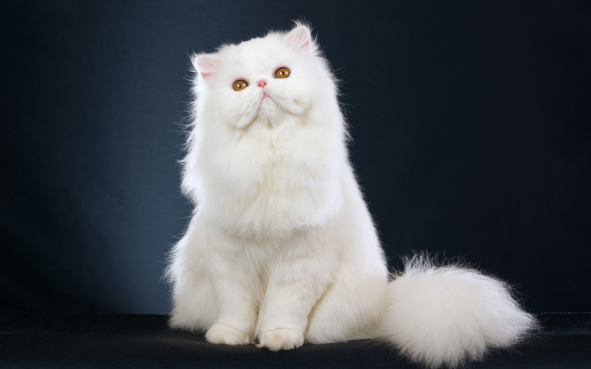 Modern Persian Cat: Modern The Persian Personality And Care Breed