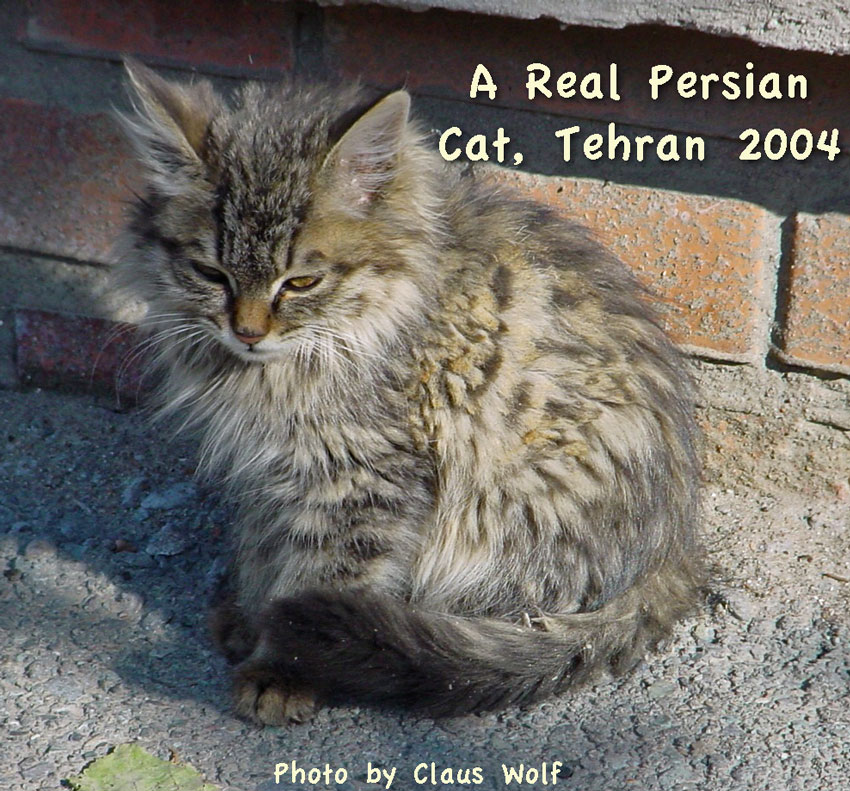 Modern Persian Cat: Modern The Real Persian Cat Breed