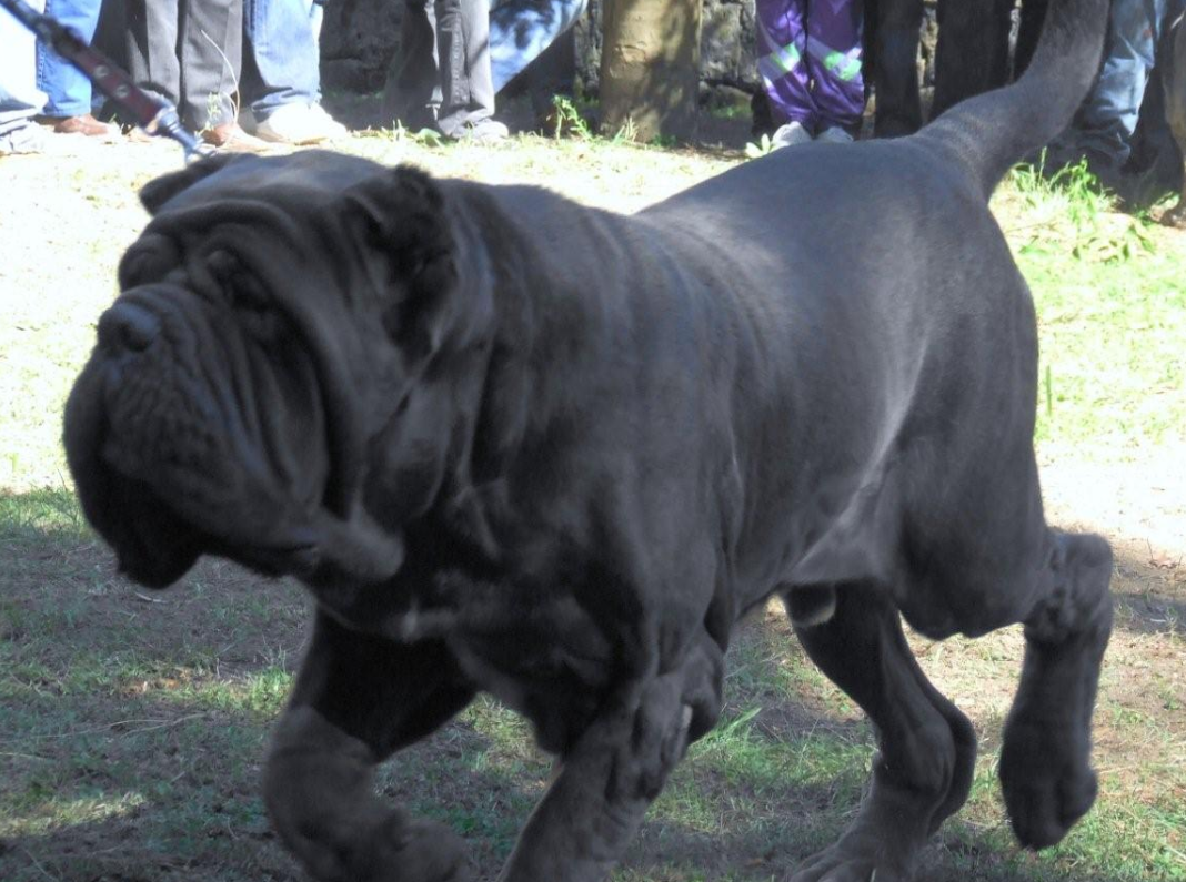 Molossus Dog: Molossus Ancient Roman Dogs Of War Breed