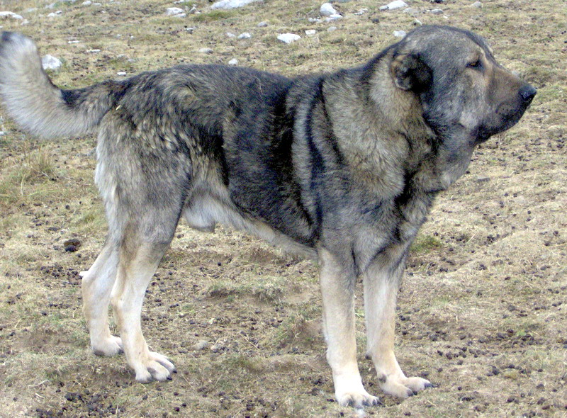 Molossus of Epirus Dog: Molossus Cfcebbcebcfcebfcfcebfcfceafcebcf Breed