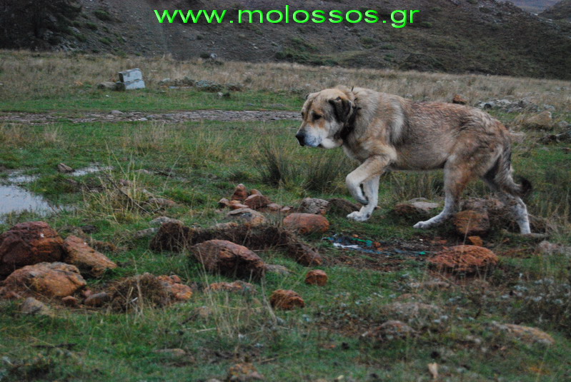 Molossus of Epirus Dog: Molossus Display Breed