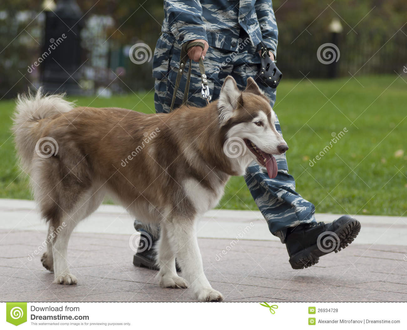 Molossus of Epirus Dog: Molossus Dog Breeds Man And Dog Are Training Obedience Royalty Free Cliparts 