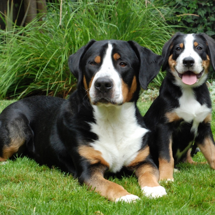 Molossus Puppies: Molossus Greater Swiss Mountain Dogs Breed