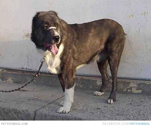 Molossus of Epirus Dog: Molossus Molossian Dog Breed
