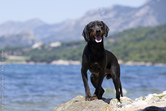 Montenegrin Mountain Hound Dog: Montenegrin Breed