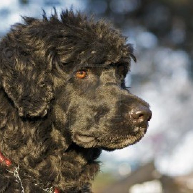 Moscow Water Puppies: Moscow Brownportuguesewaterdog Breed