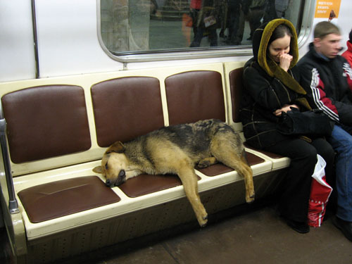 Moscow Water Dog: Moscow Moscow Metro Dogs Breed