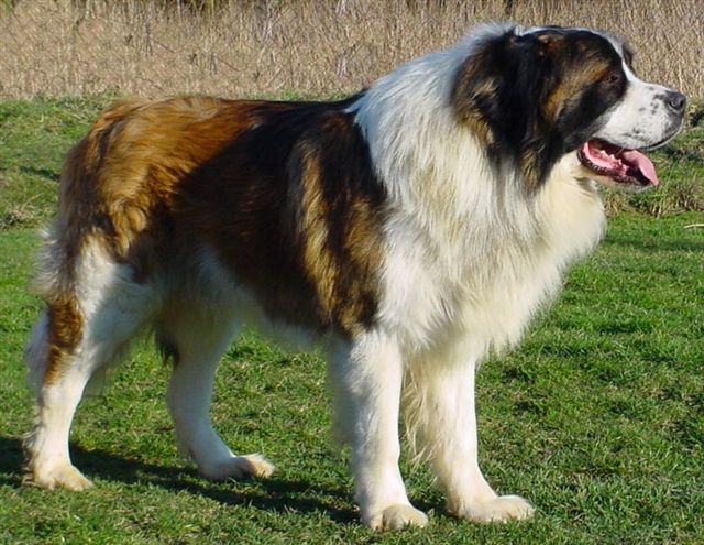 Moscow Watchdog Dog: Moscow Moscowwatchdog Breed