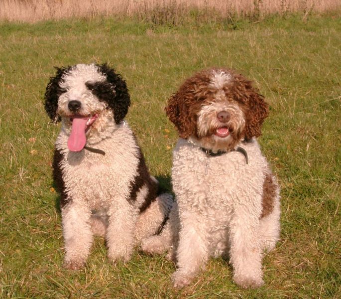 Moscow Water Puppies: Moscow Spanishwaterdog Breed