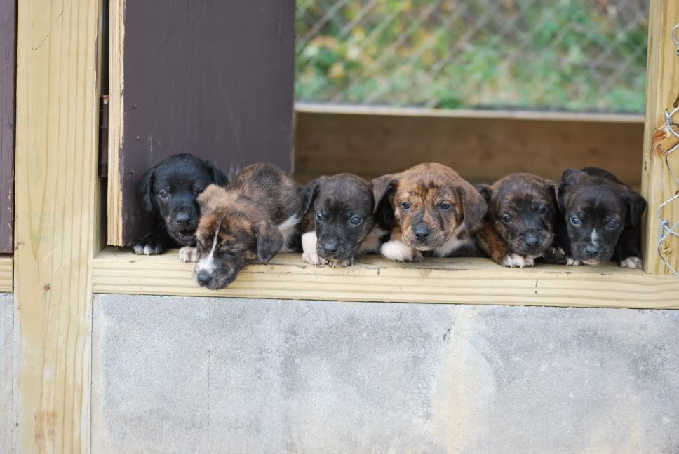 Mountain Cur Puppies: Mountain Mountain Cur Breed
