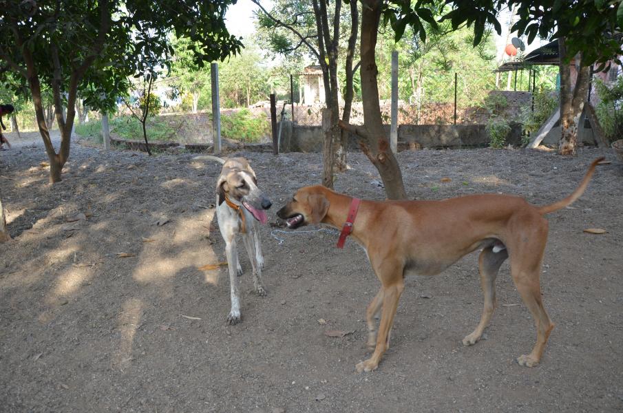 Mudhol Hound Puppies: Mudhol Hirajidhanwatay Mudhol Hound Breed