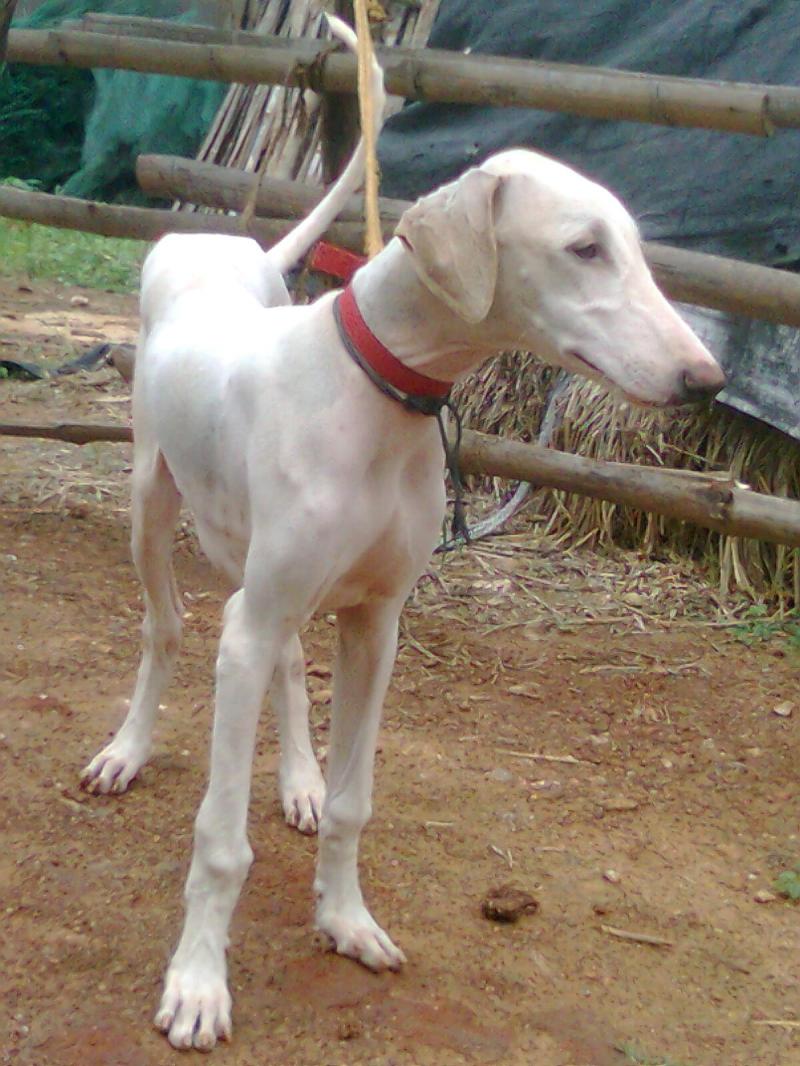 Mudhol Hound Dog: Mudhol Mudhol Hound Dog In A Red Collar Breed