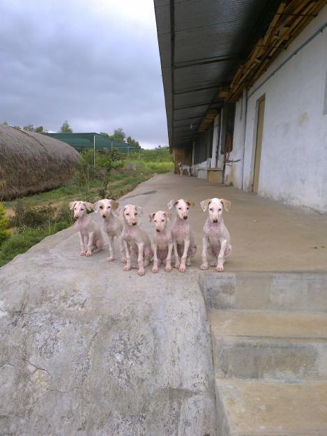Mudhol Hound Puppies: Mudhol Mudhol Hound Puppies For Sale Interested Persons Can Hound There Are About Months Ad Breed